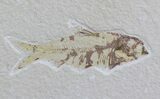 Two Fossil Fish (Knightia) - Wyoming #59813-2
